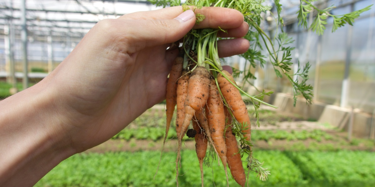 EAT WHAT COMES OUT OF THE GROUND, OFTEN.